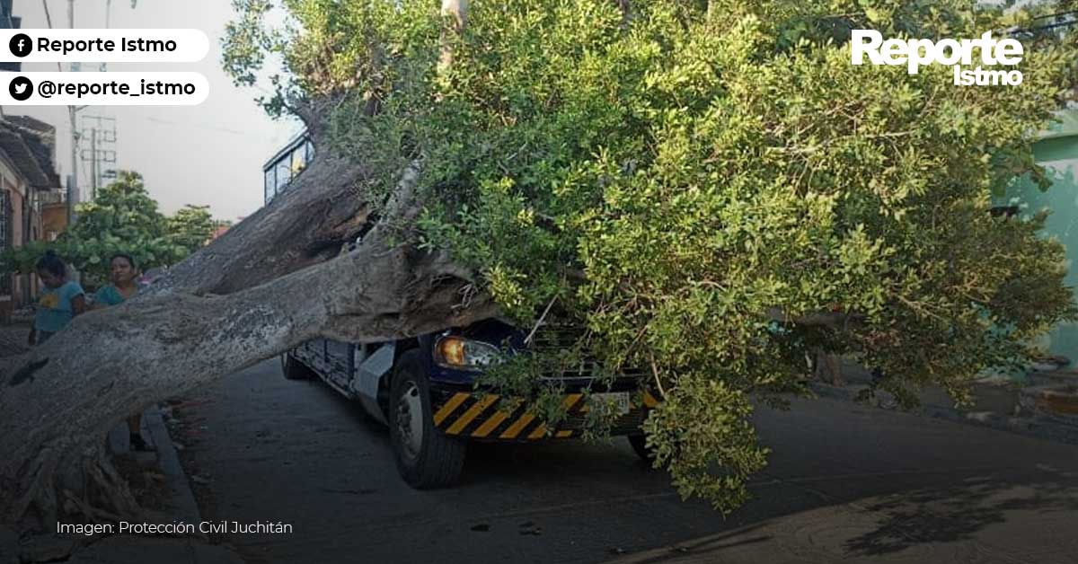 cae-arbol-sobre-camion-repartidor-de-cervezas