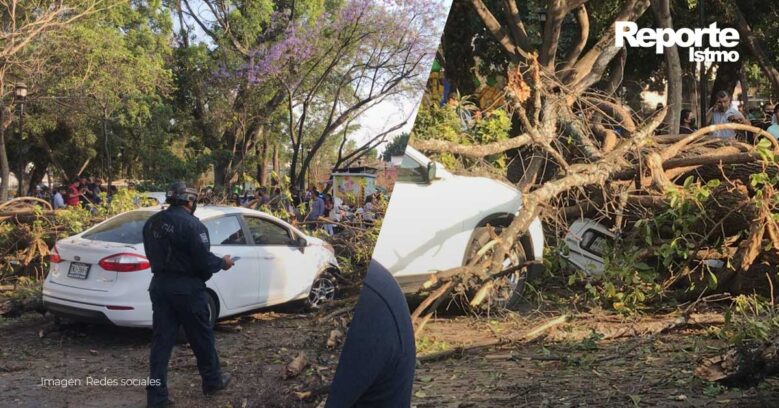 caida-de-arbol-provoca-destrozos-en-oaxaca